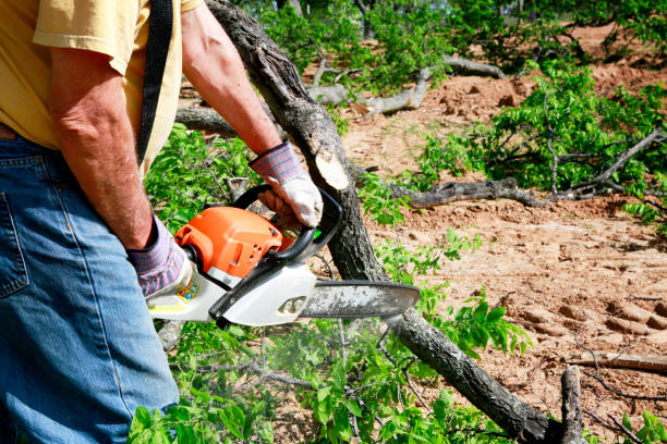 Best Residential Tree Removal  in Gotha, FL